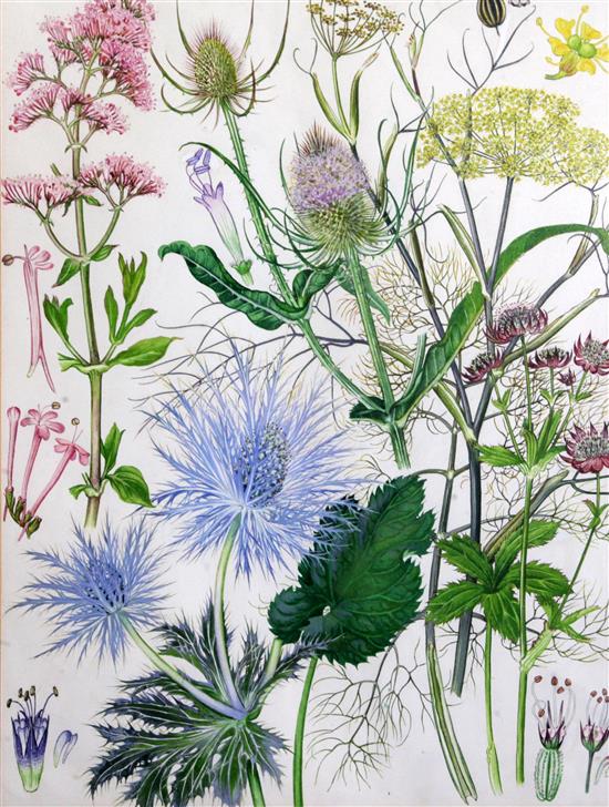 Barbara Mary Steyning Everard (1910-1990) four original designs for Wild Flowers of the World (plates 17, 43, 49 and 63) 17 x 13in.